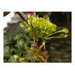 bouture de hampe de Dionaea