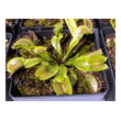 Dionaea finetooth x red 1