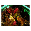Dionaea finetooth x red 1