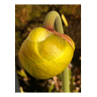 Fleur de Sarracenia