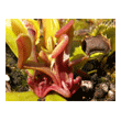 Dionaea 'Fused Tooth'