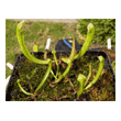  Sarracenia oreophila