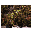 Nepenthes 'Rebecca Soper'